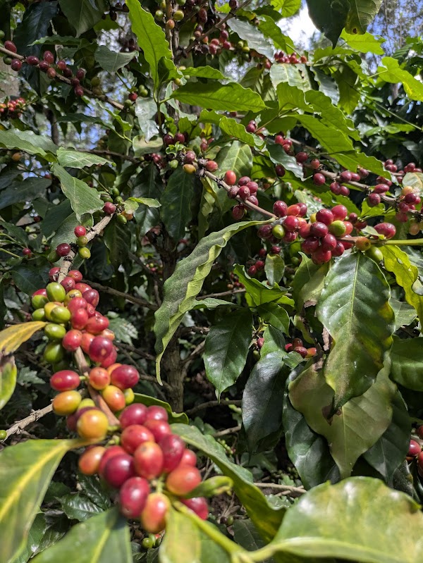 Finca La Azotea 3