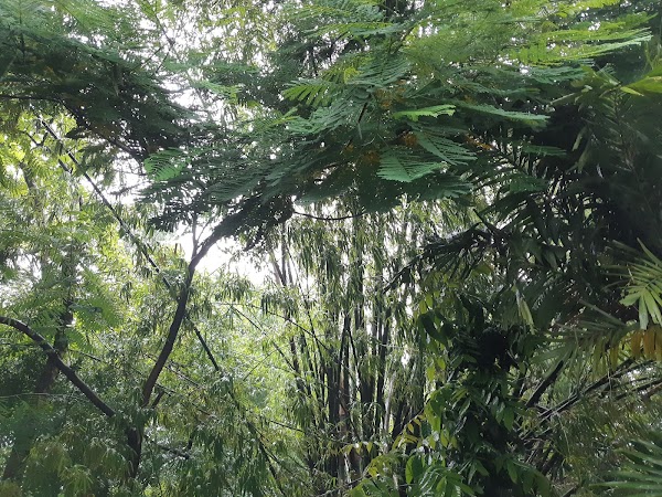Arroceros Forest Park