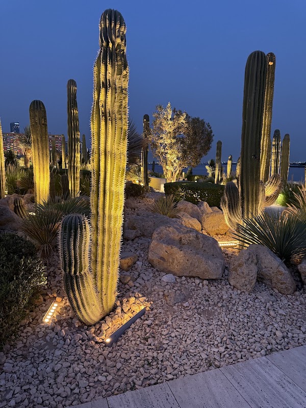 Cactus Park 1