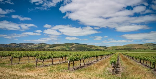 Barossa Valley 3