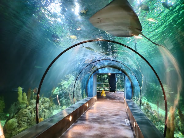 Aquarium At Moody Gardens 1