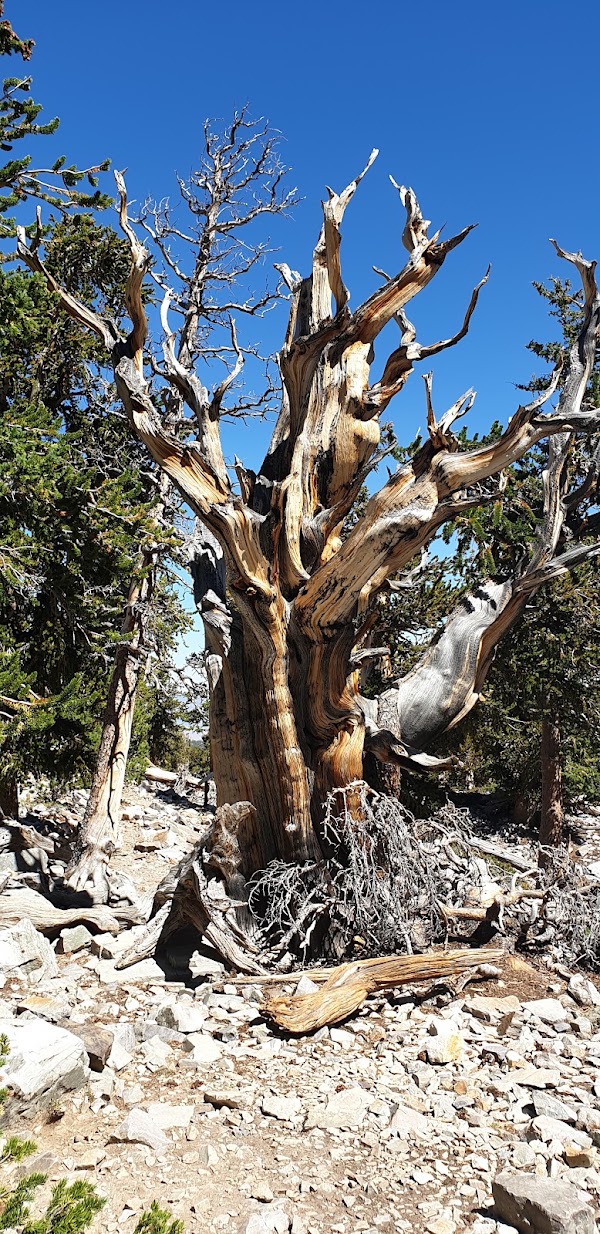 Great Basin