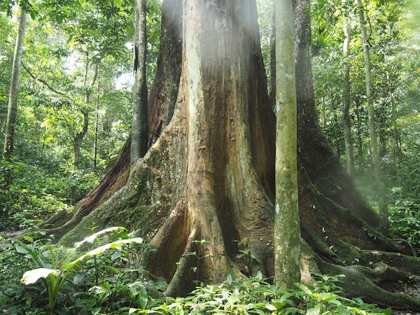 Cuc Phuong National Park 4