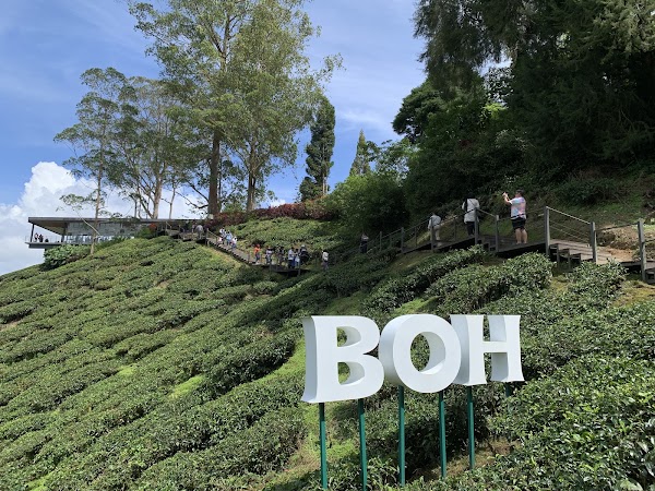 BOH Tea Centre 4