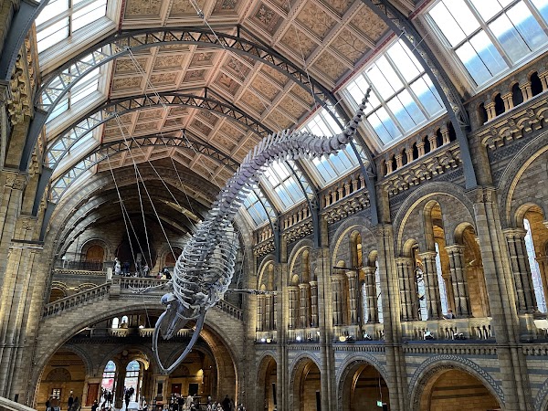 Natural History Museum 5