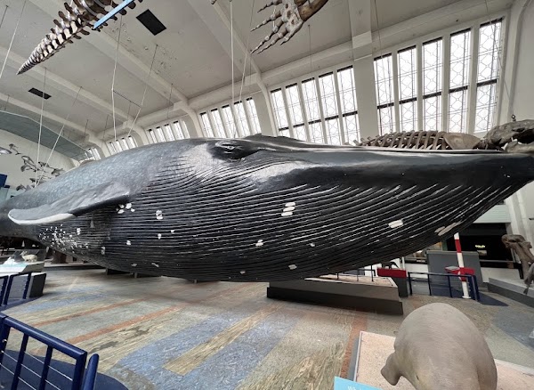 Natural History Museum 4