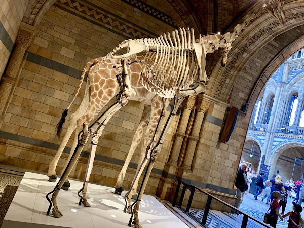 Natural History Museum 2
