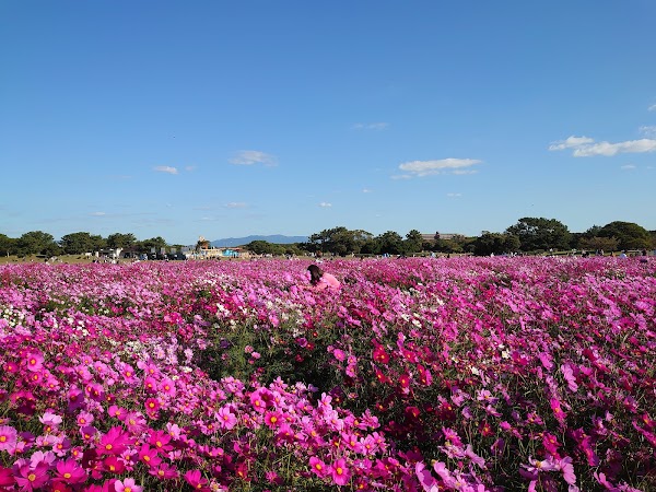 Flower Hill - Uminokamichi Seaside Park 5