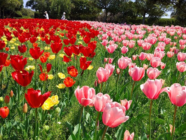 Flower Hill - Uminokamichi Seaside Park 4