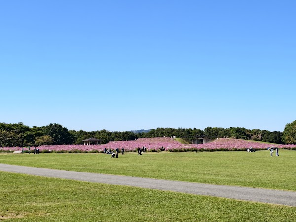 Flower Hill - Uminokamichi Seaside Park 2