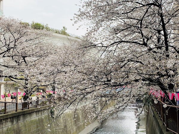 Meguro River Green Belt 1