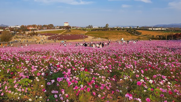 Anseong Farmland