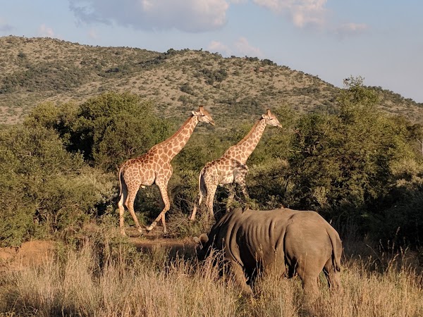 Pilanesberg National Park 1