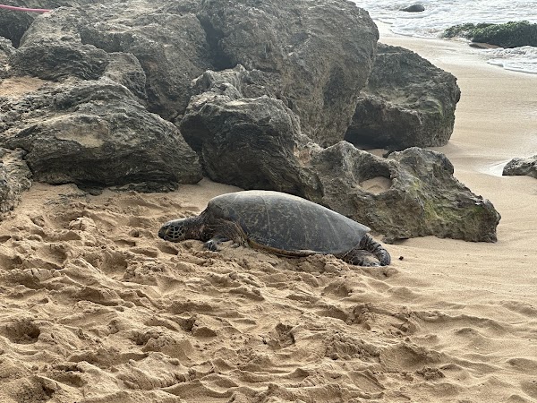 Laniakea Beach 1