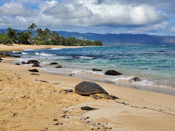 Laniakea Beach 5