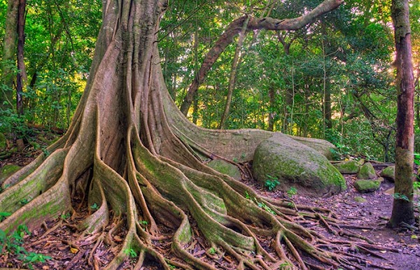 Parque Nacional Rincón de la Vieja 4