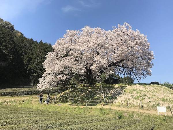 Hundred Years Old Cherry Blossoms