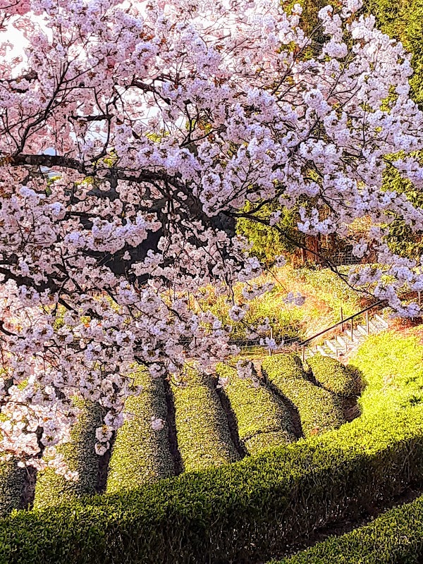 Hundred Years Old Cherry Blossoms 5