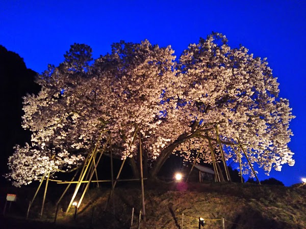 Hundred Years Old Cherry Blossoms 4