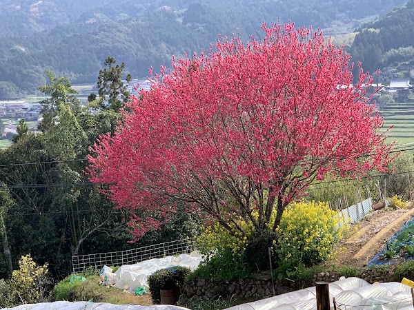Hundred Years Old Cherry Blossoms 3