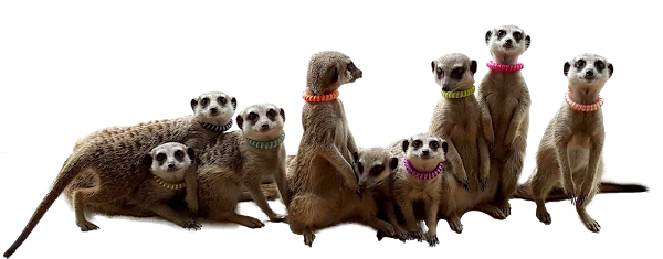 Meerkat Friends 1