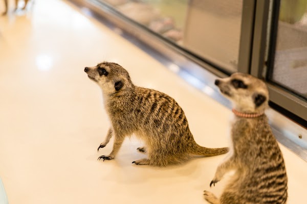 Meerkat Friends 4