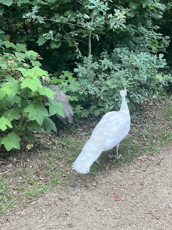 Peacock island 5