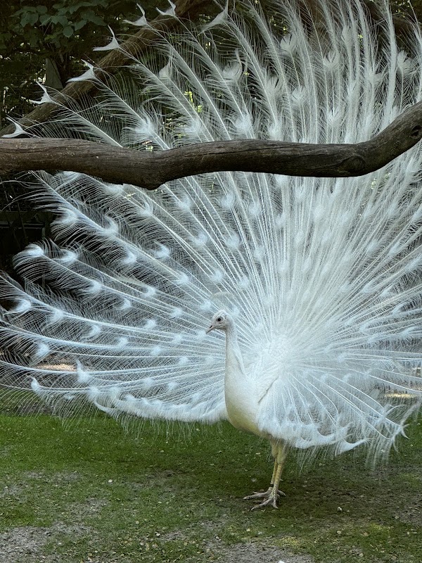 Peacock island 2