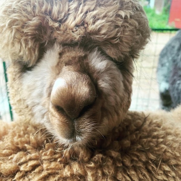 Harvard Alpaca Ranch 1
