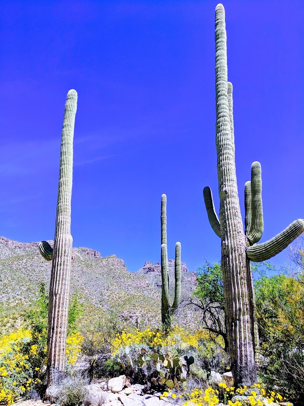 Santa Catalina Mountains