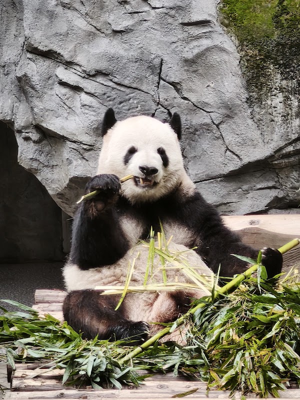 Chongqing Zoo 5