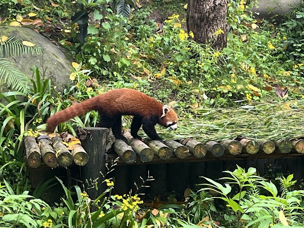 Chongqing Zoo 3