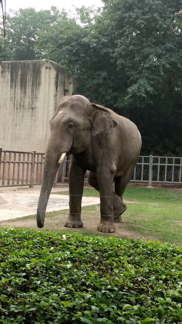 Chongqing Zoo 2