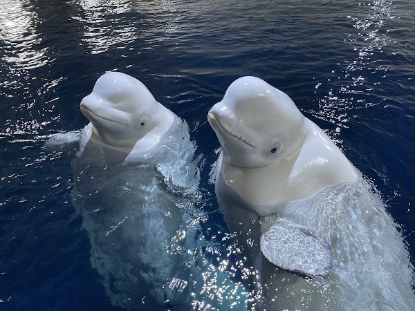 Beluga Whale Sanctuary 5