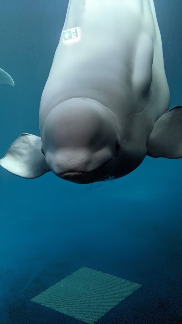 Beluga Whale Sanctuary 4