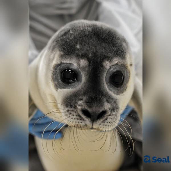 A Seal