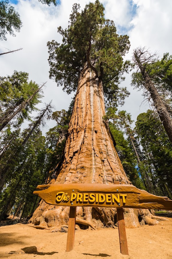 The President Tree