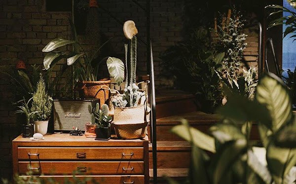 Urban Plant 4