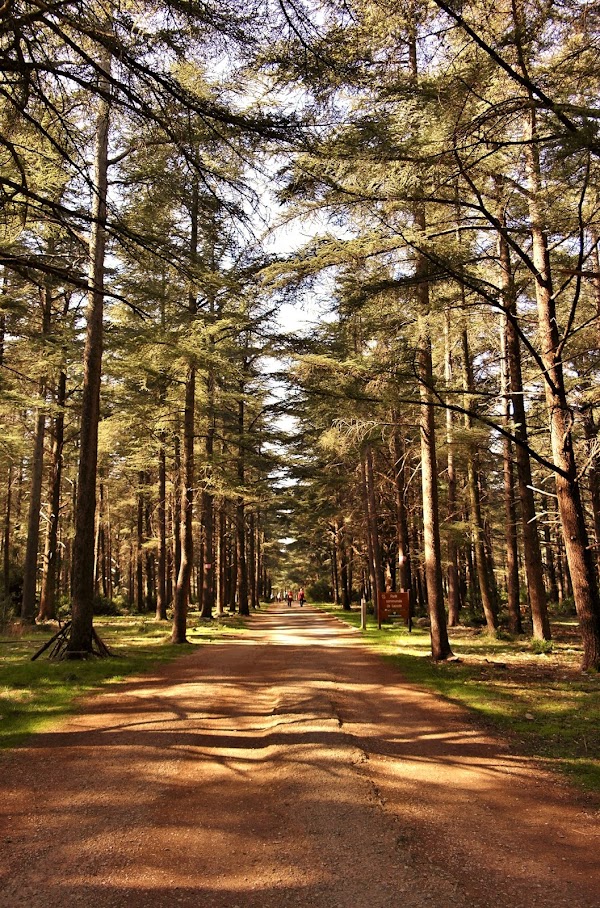 Forêt des cèdres du Luberon