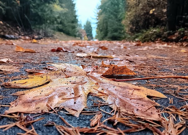 Olympic Discovery Trail 1