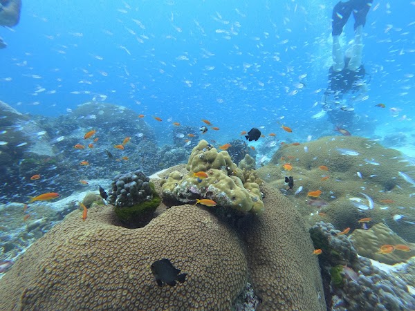 Khao Lak Explorer Diving Center: Similan Islands Liveaboard & Day Trips Richelieu Rock 3