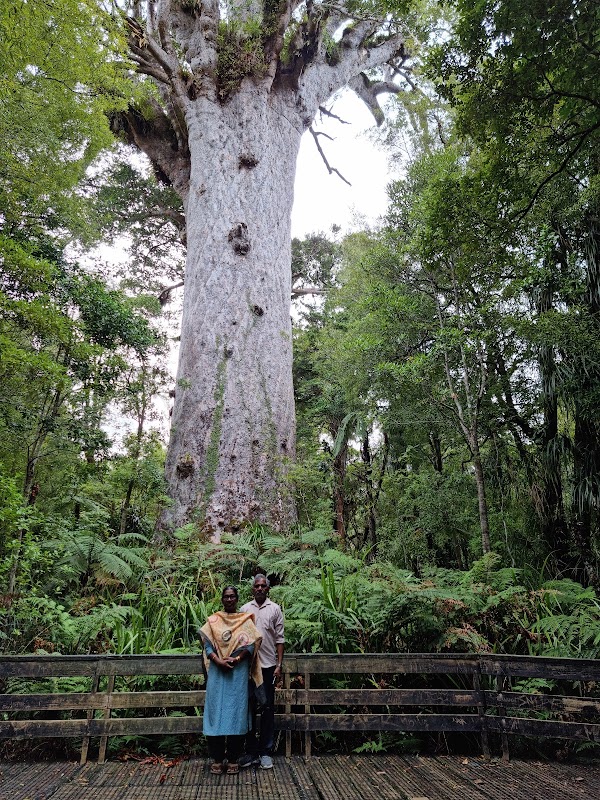 Tane Mahuta 1