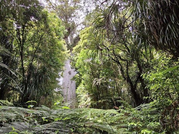 Tane Mahuta 5