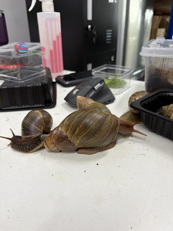 WholeSnail