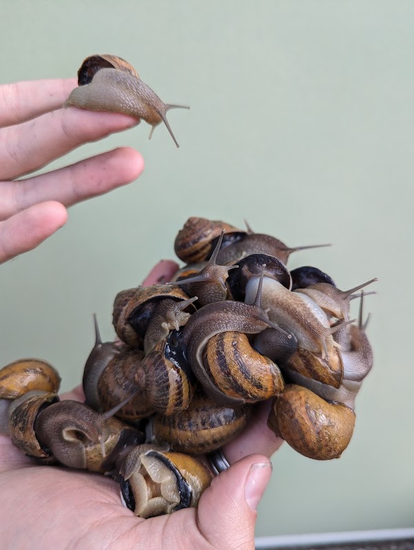 WholeSnail 5