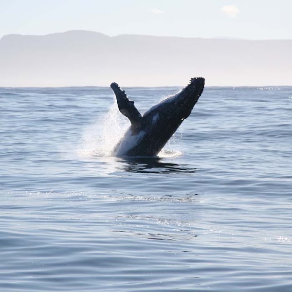 Whale Watching Uvita