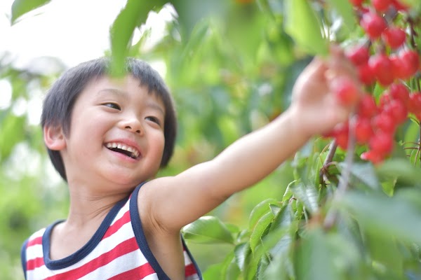 Ohashi Cherry Farm