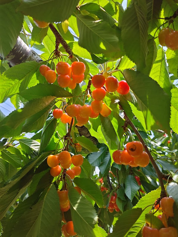 Ohashi Cherry Farm 5