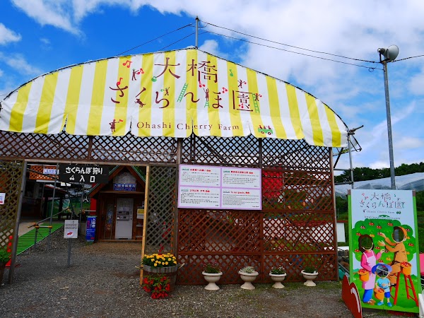 Ohashi Cherry Farm 4