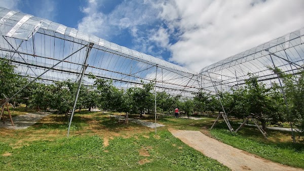 Ohashi Cherry Farm 2